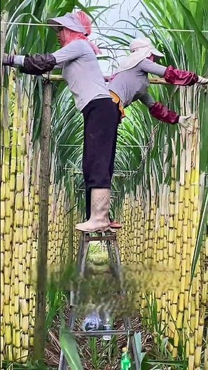 Farmers’ Sugarcane Planting Technique – Simple but Surprisingly Productive