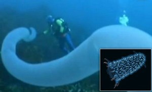 Amazing Video of a Rarely Seen Deep Sea Glow Worm That's Longer Than a Bus