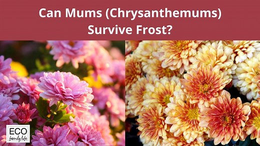 Can Mums (Chrysanthemums) Survive Frost? | 7 Ways to Protect Them - Eco Family Life