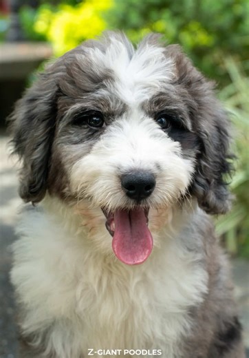 Like a splash of soda pop — Z Giant Pup-Mexico’s full of fizz, fun, and pure puppy joy! 🐾✨ With that unique merle coat and curious eyes, he’s ready to light up your day! 💙🎶 #zgiantpoodles #giantpoodle #poodles #merle #dogsofinstagram