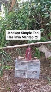 2M views · 5.6K reactions | Jebakan Burung Kecil | Kicau Indonesia | Facebook