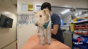 30K views · 69 reactions | At a time when every cent counts, spending extra money on pet insurance may seem like an unnecessary expense. But one family says it's thankful it did, after being handed a $14,000 vet bill. www.7NEWS.com.au #7NEWS | 7NEWS Melbourne | Facebook