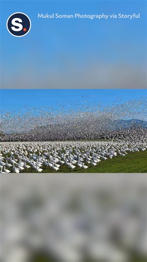 Thousands of geese have arrived in Skagit Valley, Washington, after the semiannual snow goose migration. | storyful