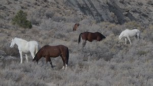 A band of wild horses from today that were in Spring Creek Basin near Disappointment Valley in Southwest, Colorado. | Wildlife throughhopeseyes.