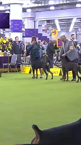 #doberman | Best dog in show