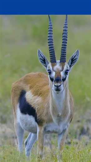 Top 10 Fastest Animals on Land 🤯 #Shorts