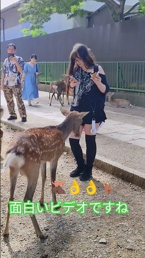 奈良公園の鹿が外国人に餌をあげる興味深い短編動画 🫎🥯✨