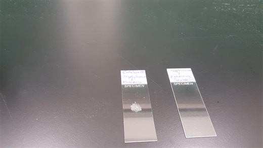 16K views · 232 reactions | Biochemical testing 殺 #lablife #microbiology #diagnosis | Lab life | Facebook