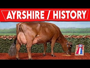 ⭕ AYRSHIRE CATTLE History ✅ Milking Cows In The World || AYRSHIRE