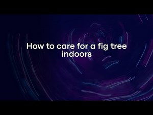 How to care for a fig tree indoors