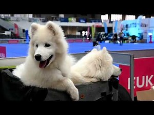 Międzynarodowe Wystawy Psów Rasowych Poznań 2024