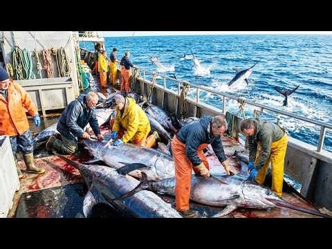 When the Ocean Bites Back – Swordfish on a Thousand Hook Longline!