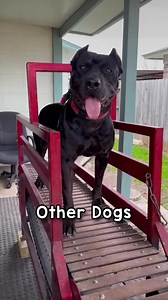 513K views · 9.2K reactions | Which type of dog is yours?  In all honestly, Magnus did an amazing job for his first time. Apparently all of his time working out on a motorized treadmill really paid off!! #dogsofinstagram #dogtreadmill #dogsofinsta #labrador #dogdad | Magnus The Therapy Dog | Facebook