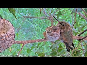 Cuteness Overload: Allen's Hummingbird Chicks Snuggle on Branch - Adorable Sibling Bonding!