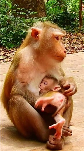 Beautiful Mom & baby Beautiful Animals Relaxing & Stress Relief