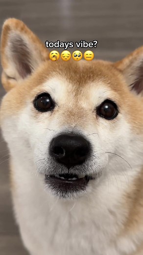 todays vibe in voice filter