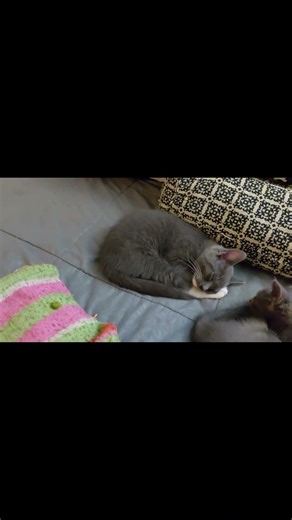 Is Bink-ums One of the Cutest Kitty's EVER? 😻 #shorts #kittens #cat #asmr