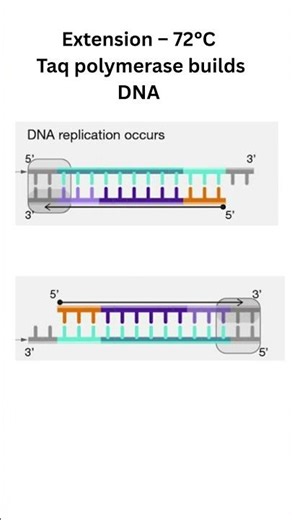 PCR in 30 Seconds! 🔥 | The Fastest 3-Step Revision for Class 12 Biology