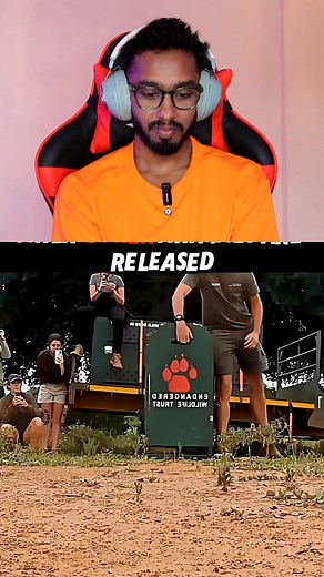 Wild Animals Freed in Jungle! 🐆🦁 .........👁️.................. Thanks for watching #MrIlluma #WildlifeRescue #EpicMoment leopard, tiger, lion released, jungle freedom, happy wildlife scene | Mr Illuma