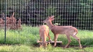 REPOST Young Bucks (Twin Eagle Ranch) Be sure to Subscribe and hit the bell on all our channels to keep up on ALL things Jimmy! SUBSCRIBE TO ALL OUR CHANNELS ON YouTube and our Facebook page! Jimmy Houston Outdoors https://www.facebook.com/JimmyHoustonOutdoors Jimmy Houston Outdoors Fishing Channel https://www.youtube.com/@jimmyhoustonoutdoorsfishing Catch a Better Life Channel https://www.youtube.com/@CatchABetterLife | Jimmy Houston Outdoors