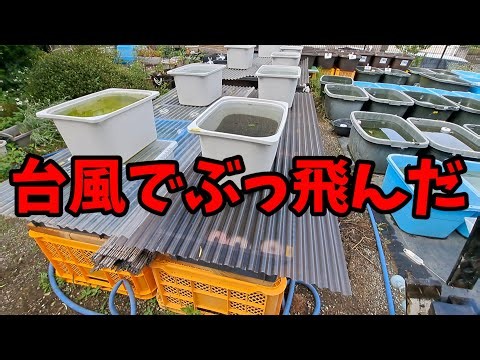 Blown Away by the Typhoon! Yasuragi AQUA Channel