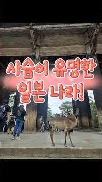 A 40-something guy hanging in there EP. Surrounded by hundreds of deer🦌#JapanTravel #KyotoTravel ...
