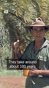 “They take around 100 years to grow two metres.” 😮🌴 Find more Bush Tucker Man wisdom here: ab.co/3idzJAd | ABC Australia