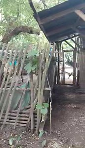 6.3K views · 128 reactions | Check out this video showcasing a conventional housing design for raising native chickens in free-range conditions. #nativechickens #freerange #poultryfarming #sustainableliving | Philippine Native Chicken | Facebook