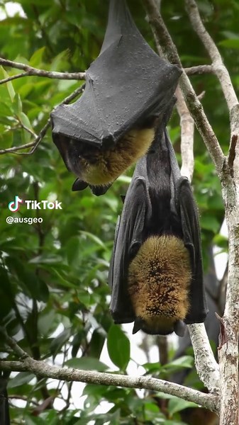 Discover the Nocturnal World of Flying Foxes