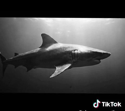 Why Sharks Must Keep Moving in the Ocean