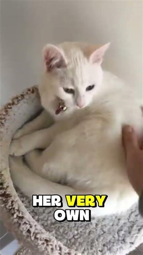 Do Cats Really Love Fish Here Is The Truth | Why Cats Love Fish So Much