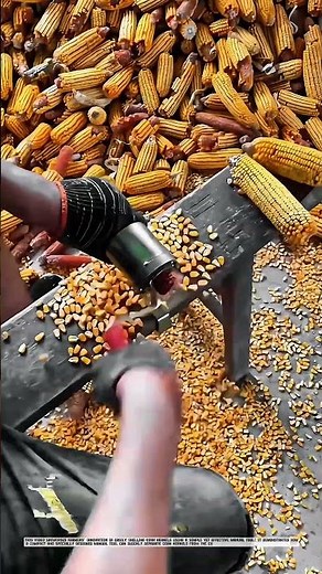 Farmers Easily Shelling Corn Kernels with Simple & Effective Manual Tool #AgriculturalInnovation