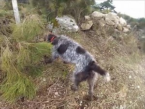 Griffon Korthals chasse des perdreaux (vidéo)