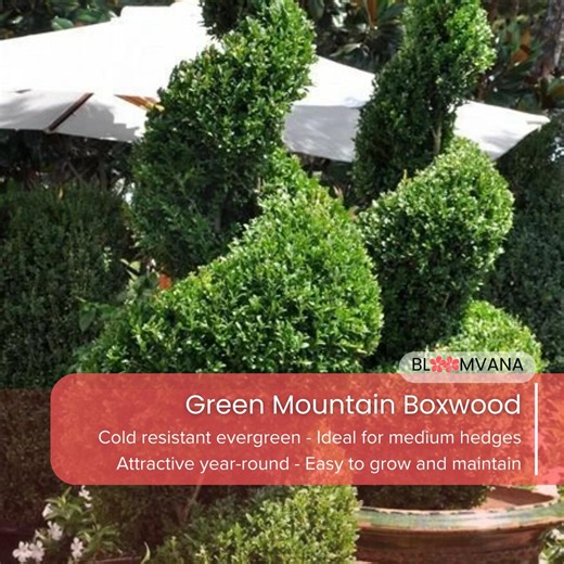 Green Mountain Boxwood, Evergreen Shrub (quart Pot) - Etsy