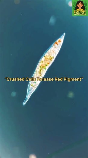 “Cyanobacteria Under Microscope | Algae Red Pigment Explained | Botany Microscope Study”