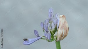 Close-up of a bud of African lily (Agapanthus africana), from which inflorescences with blue flowers appear