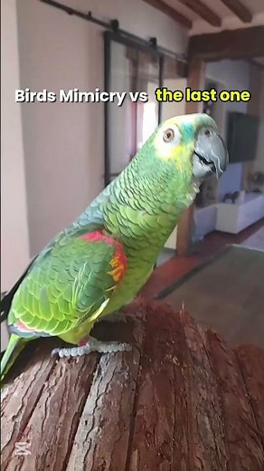 Bird Mimicry Compilation — Wait for the Last One That Says Full Words!