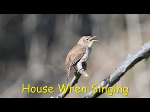 House Wren Singing