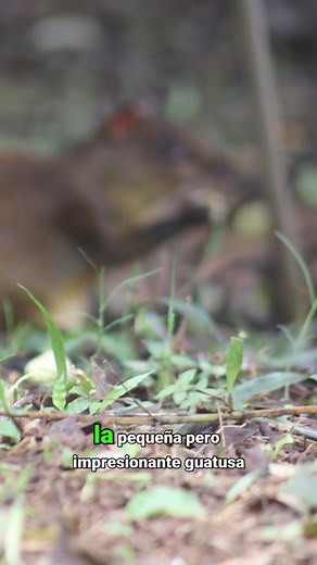 🌿✨ ¡Descubre la fascinante vida de la guatusa (Dasyprocta punctata)! 🌿✨ 🔍 La pequeña pero impresionante guatusa es una verdadera maravilla de la naturaleza. Pasando la mayor parte de su vida buscando alimento, estos asombrosos dispersores de semillas desempeñan un papel crucial en nuestro ecosistema. 🌱 Al enterrar las semillas en diferentes lugares, crean un almacén natural que, con el tiempo, germina y trae consigo la vida de miles de plantas. ¡Increíble!, ¿verdad? 👂 Con sus poderosos oído