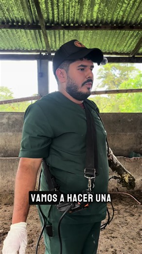 Desparasitación intraruminal en vacas: ¿cómo la realizas?