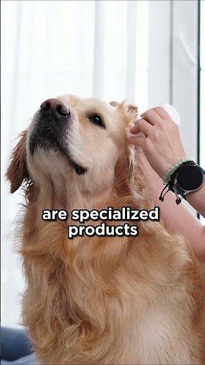 Dog Scratching Their Ears: Ear Discomfort #dogs