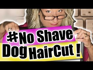 How to CUT your DOG'S HAIR and NOT have to SHAVE it!