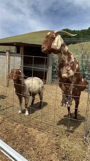 Visiting the goats next door #goats #bordercollie