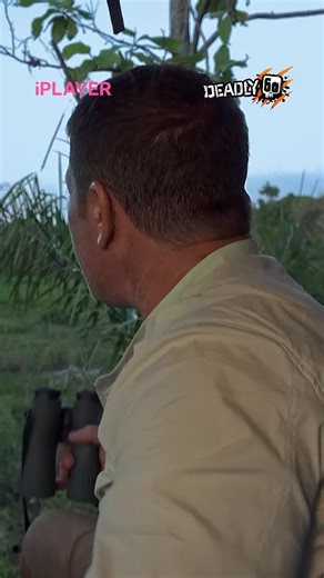 This jaguar sensed a caiman hidden in the mud and struck in a flash. She killed a reptile as big as herself, carried it home and tucked into the prize. 🐆🐊⚡ 🐾 Deadly 60 Series 6 🎬 Watch all episodes now on BBC iPlayer | Steve Backshall