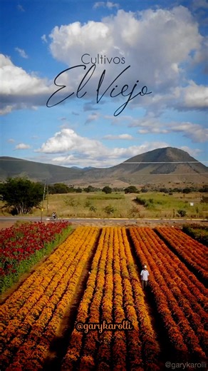 🏵️ Don Genaro 🏵️ el rey del cempasúchil de Cultivos El Viejo - - - - - - - - - - #DiaDeMuertos2025 #diademuertosmexico #vive_oaxaca #Oaxaca #dayofthedead #traveldestination #DiaDeLosMuertos #oaxacadejuárez #México #cempasúchil | Gary Karolli