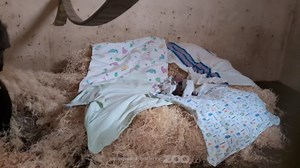 Heartwarming moment mother chimp meets newborn just 14 hours after C-section