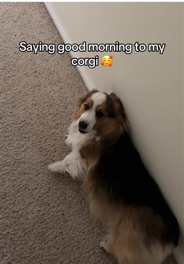 Good Morning Awoo from Nut the Fluffy Corgi