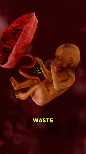 Some Mothers Eat This After Giving Birth 😱