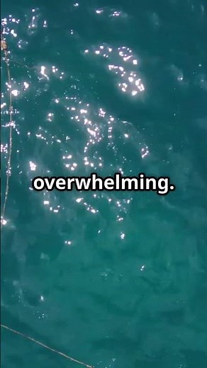 Terrifying Shark Attack Caught on Camera