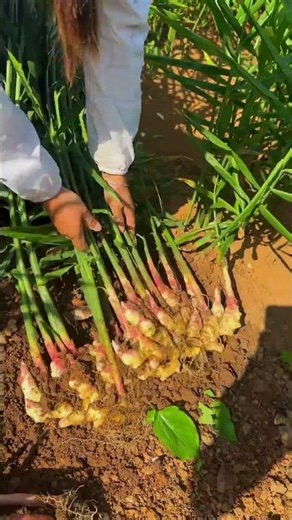 Guizhou Ginger Gold: Harvest & Prosperity
